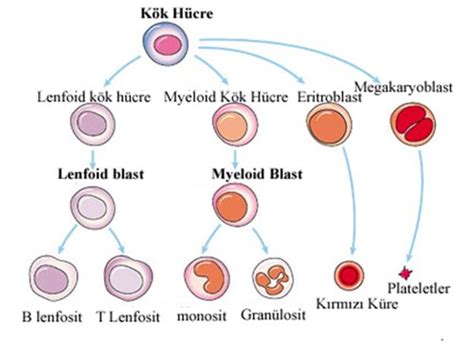 kan hücrelerinin isimleri